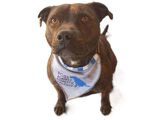 Dogs against domestic violence